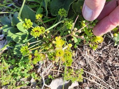 Knowltonia vesicatoria