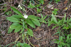 Silene latifolia