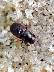 Parataenius simulator