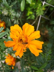 Eupeodes latifasciatus