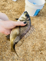 Acanthopagrus butcheri