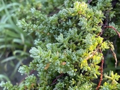 Enchylaena tomentosa