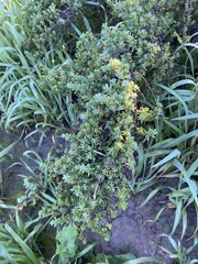 Enchylaena tomentosa