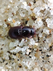 Parataenius simulator