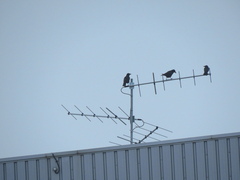 Corvus corone