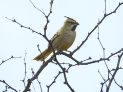 Gubernatrix cristata