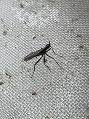 Neriidae
