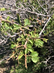 Rhus aromatica simplicifolia