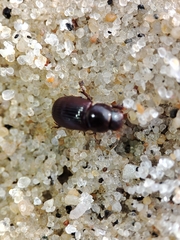 Parataenius simulator