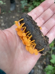 Favolaschia calocera