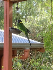 Barnardius zonarius