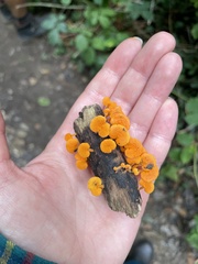 Favolaschia calocera