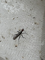Neriidae