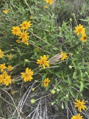 Wedelia hispida