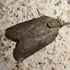 Nycteola