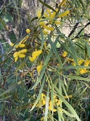 Acacia longifolia