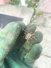 Odiellus spinosus