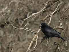 Molothrus rufoaxillaris