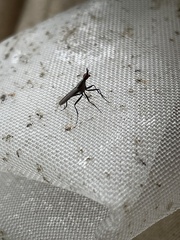 Neriidae
