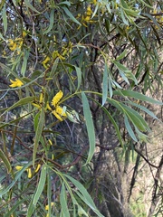 Acacia longifolia