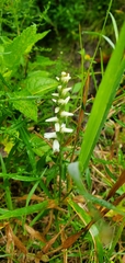Spiranthes incurva