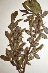 Salix myrtillifolia