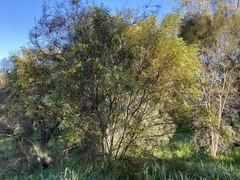 Acacia longifolia
