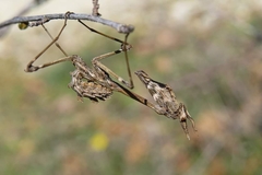 Empusa fasciata