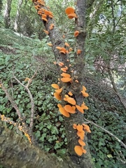 Favolaschia claudopus