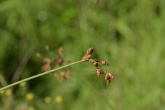 Schoenoplectus acutus