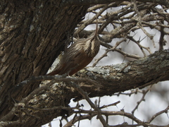 Lepidocolaptes angustirostris