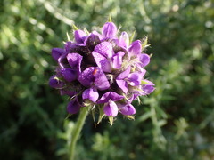 Psoralea sericea