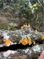Favolaschia claudopus
