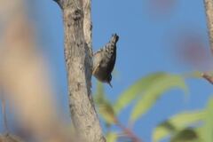 Daphoenositta chrysoptera
