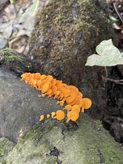 Favolaschia claudopus