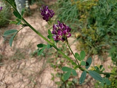 Medicago sativa
