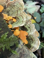 Favolaschia claudopus