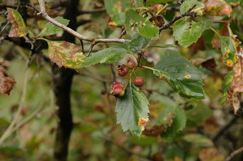 Image of Crataegus erythropoda by (c) Eric Knight, some rights reserved (CC BY)
