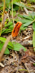 Pseudocolus fusiformis