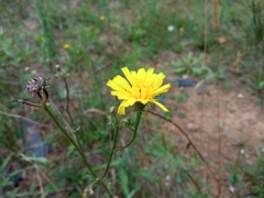 Picris hieracioides
