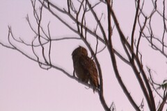 Bubo africanus africanus