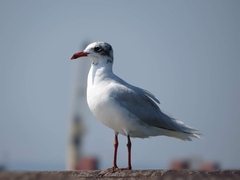 Ichthyaetus melanocephalus