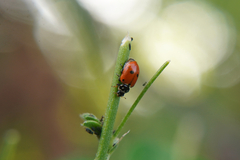 Hippodamia variegata
