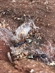 Dolichoderus scabridus