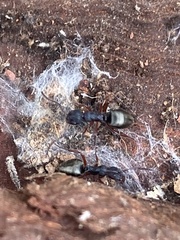 Dolichoderus scabridus