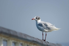 Ichthyaetus melanocephalus