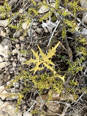 Berberis trifoliolata