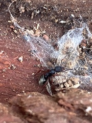 Dolichoderus scabridus