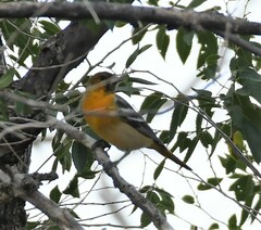 Icterus bullockii × galbula