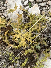 Berberis trifoliolata